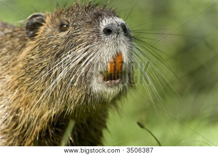 Nutrie