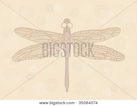 Libellula
