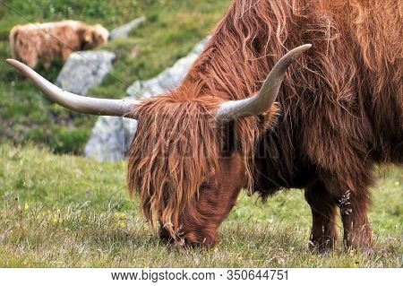 Grazing Galloway Cattle On An Alp Pasture. Galloways Are Suitable To Stay Outside All Over The Year.