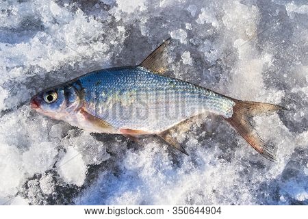 Silver Bream Lying On The Ice. Fishing In Winter With Ice On The Jig.