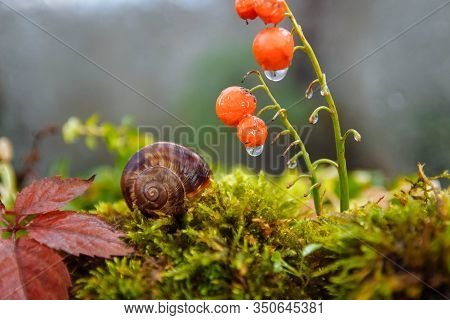 A Large Brown Snail Sleeps In Its Home On Its Back On Green Moss Next To Red Lily Of The Valley Berr