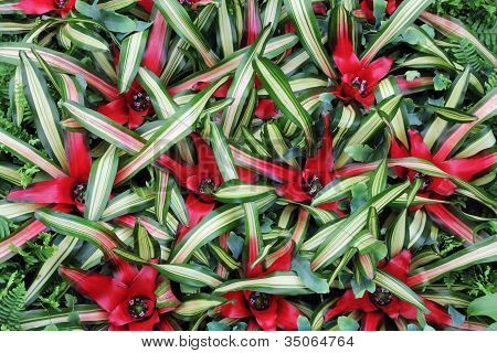 Cryptanthus květiny