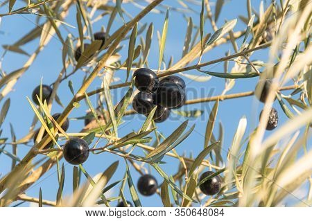 Olives Ripe On The Tree In The Wood