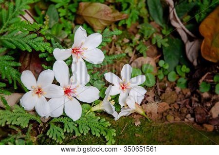 Beautiful White Tung Tree Flower, Like The Snow Floating On The Ground In May