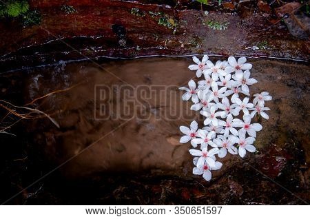 White Flowers Floating On The Water, Flowers Background （tung Tree Flower）