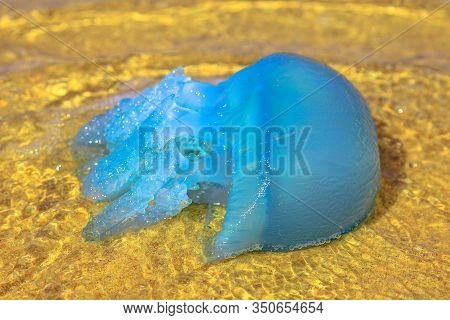 Closeup Of A Blue Jellyfish Species Velella, Near The Shore At Low Tide In Gold Coast Of Queensland 