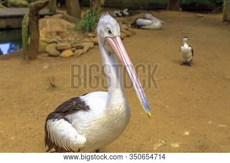 One Australian Pelicans, Pelecanus , Standing On The Ground. It Is A Large Waterbird In The Pelecani