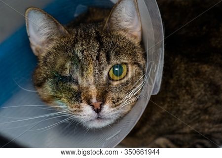 Adult Cat With One Eye And Collar After Eye Surgery