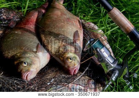 Two Big Freshwater Common Bream Fish And Fishing Rod With Reel On Natural Background..