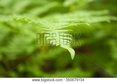 Beautiful Fern Leaves Foliage Natural Floral Background. Perfect Fern Pattern. Beautiful Background 