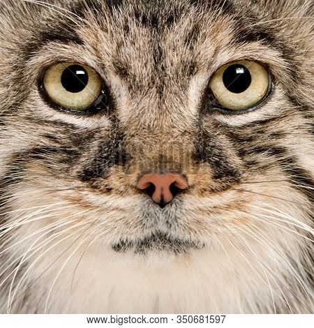 Pallas's cat, Otocolobus manul, 11 years old, close-up