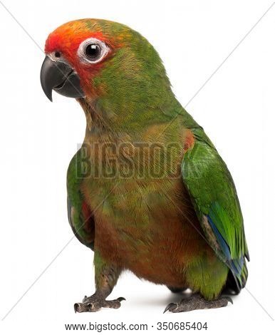 Golden-fronted Conure, Aratinga auricapilla aurifrons, 3 months old, in front of white background