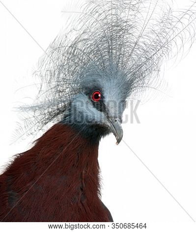 Southern Crowned Pigeon, Goura scheepmakeri, in front of white background