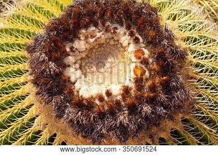 The Echinocactus Grusonii Cactus Is Illuminated By The Sun And Photographed From Above.