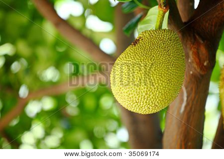 Jackfruit