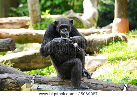 chimpanse