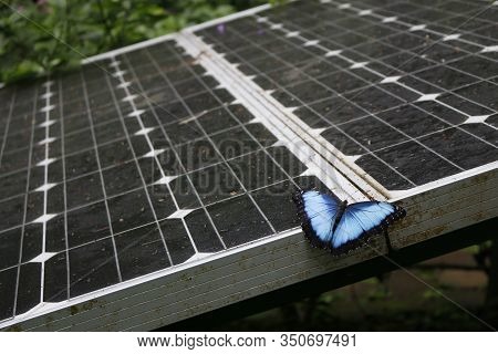 Bblue Morpho Butterfly From Costa Rica Perched On A Solar Panel In A Forest Environment. Clean Energ