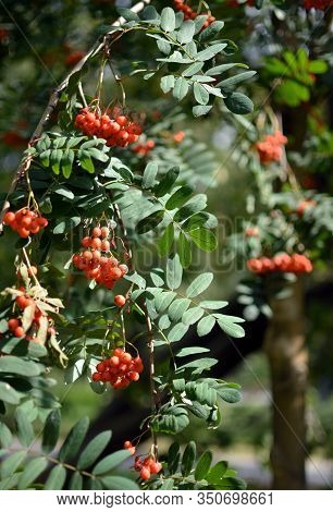 Mountain Ash, Sorbus Aucuparia Branches With Foliage And Ripe Bright Orange Berries On Sunny Day. Th