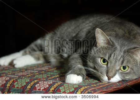 Big Smart Cat