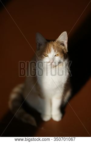 Lovely White Ginger Kitten Sitting Indoor On The Old Wooden Floo
