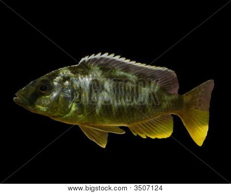 Cichlid africano