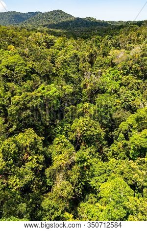 Top View Of Australian Rainforest In Kuranda