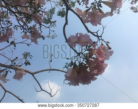 Tree Tops And Sky