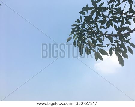 Tree Tops And Sky