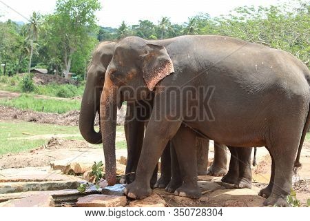 Three Elephants At Pinnawala Elephant Orphanage Gathering At A Water Hole In A Hot Summer Day Aftern