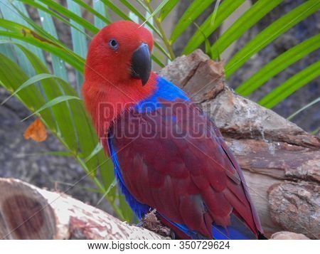 Electus Parrot On Magnetic Island In Australia