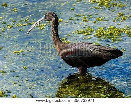 Limpkin (aramus Guarauna) Wading In A Marsh In Florida