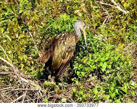 Limpkin (aramus Guarauna) Perched In A Tree
