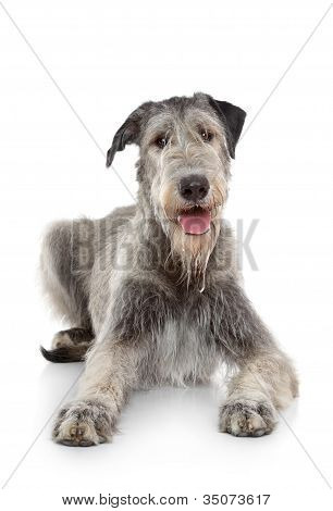ไอริช Wolfhound สุนัขบนพื้นหลังสีขาว