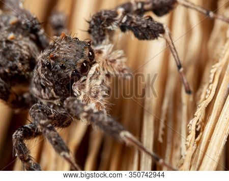 Macro Photography Of Portia Jumping Spider On A Broom