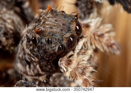 Macro Photography Of Head Of Portia Jumping Spider On A Broom