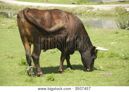 Ox