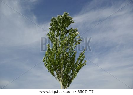 Velké Mapple
