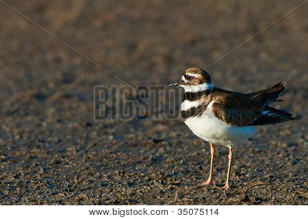 Killdeer (charadrius Vociferus)