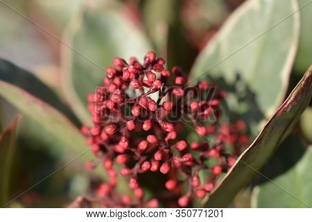 Skimmia Perosa Flower Buds - Latin Name - Skimmia Japonica Perosa