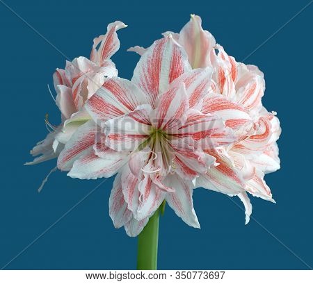 Hippeastrum Amaryllis Dancing Queen Double Flowering Close Up On Blue Background