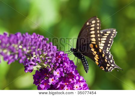 Farfalla Papilio polyxenes