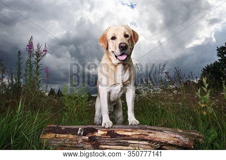 Yellow Labrador Retriever On Green Forest Meadow