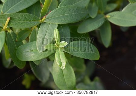 Aarons Beard Leaves - Latin Name - Hypericum Calycinum