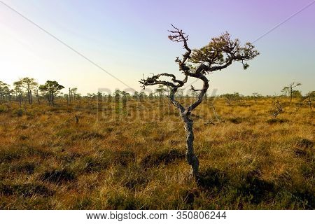 Foggy Bog Landscape With Pink Sky In Estonia At Marimetsa Area. Scenic Landscape Of Marimetsa Bog, E