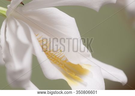 Flowers Of Coelogyne Cristata Orchid, Close Up Shot