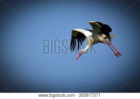 A Stork Diving From The Sky With Large Wings. Isolated Bird On A Background Of Blue Sky