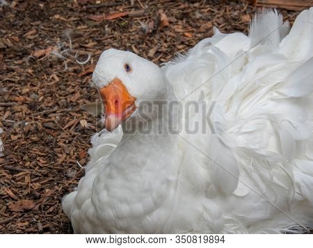 Sebastopol Goose  At The Orana Wildlife Park In Christchurch New Zealand