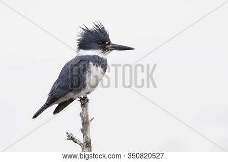 Male Belted Kingfisher (megaceryle Alcyon) Perched On A Dead Branch - Jekyll Island, Georgia