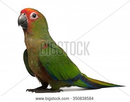 Golden-fronted Conure, Aratinga auricapilla aurifrons, 3 months old, in front of white background