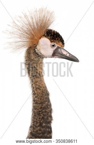 Close-up of Black Crowned Crane, Balearica pavonina pavonina, 6 months old, in front of white background